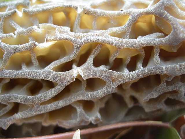 Il Tempo delle Morchelle